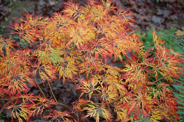 Acer japonica 'Fairy Lights' Acer japonica 'Fairy Lights'