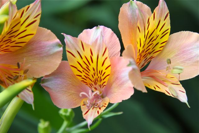 Alstroemeria cultivar Alstroemeria cultivar
