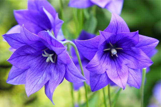 Platycodon grandiflorus Platycodon grandiflorus