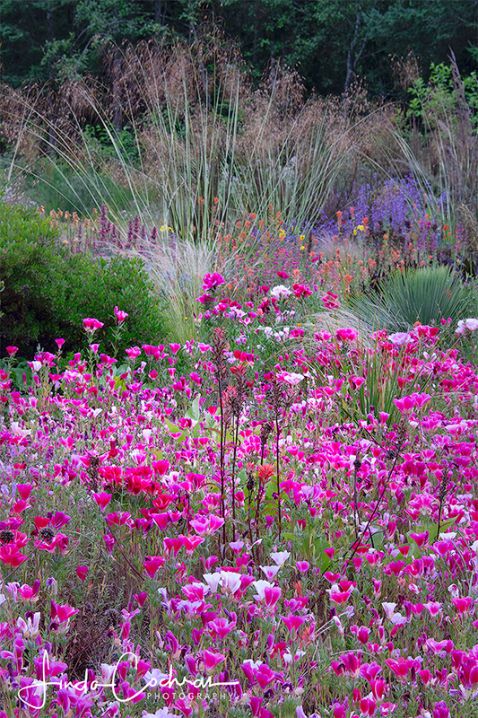 Using Native Plants to Create a Showy New Garden in Port Ludlow, Washington