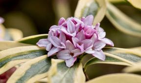 Daphne odora 'Rebecca'