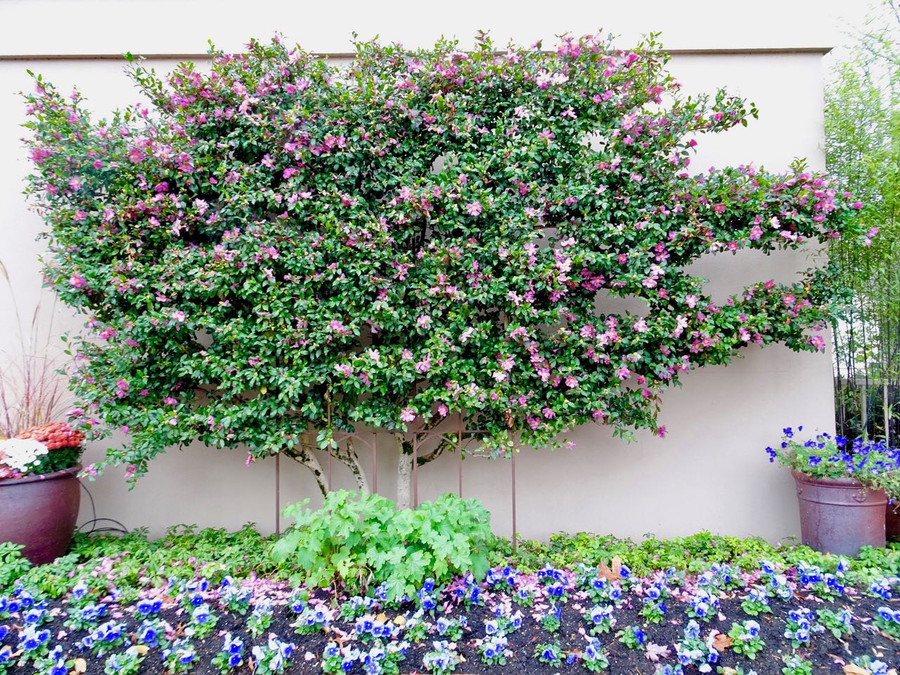 Espalliered camellia sasanqua Espalliered camellia sasanqua