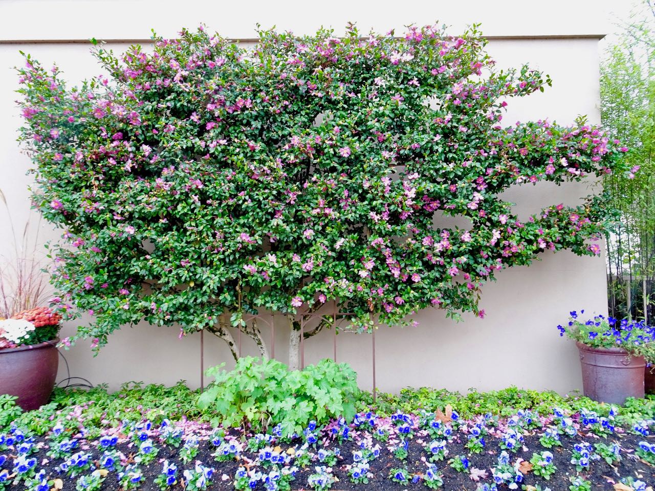 Espalliered camellia sasanqua