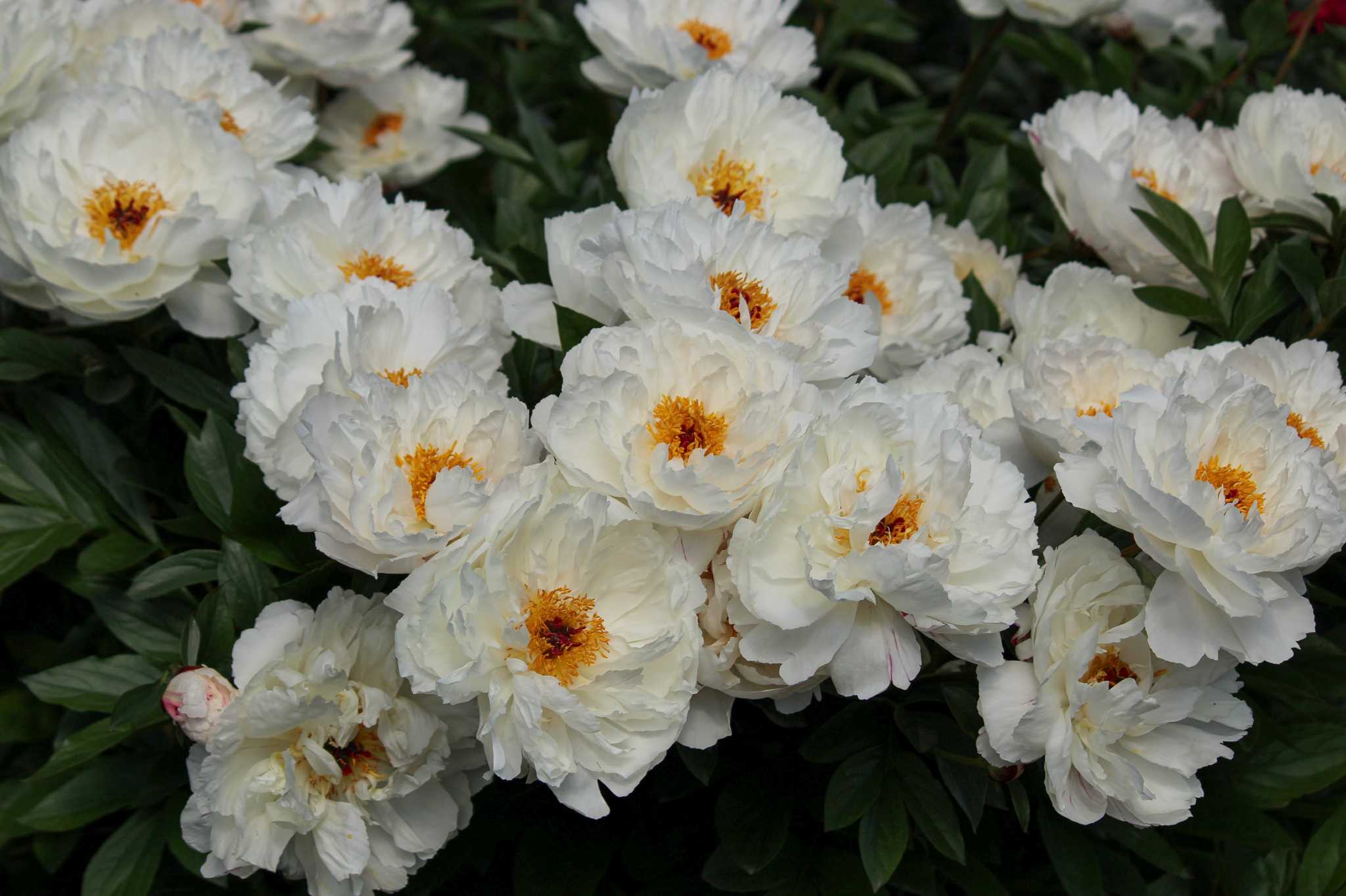 Rediscovering Peonies