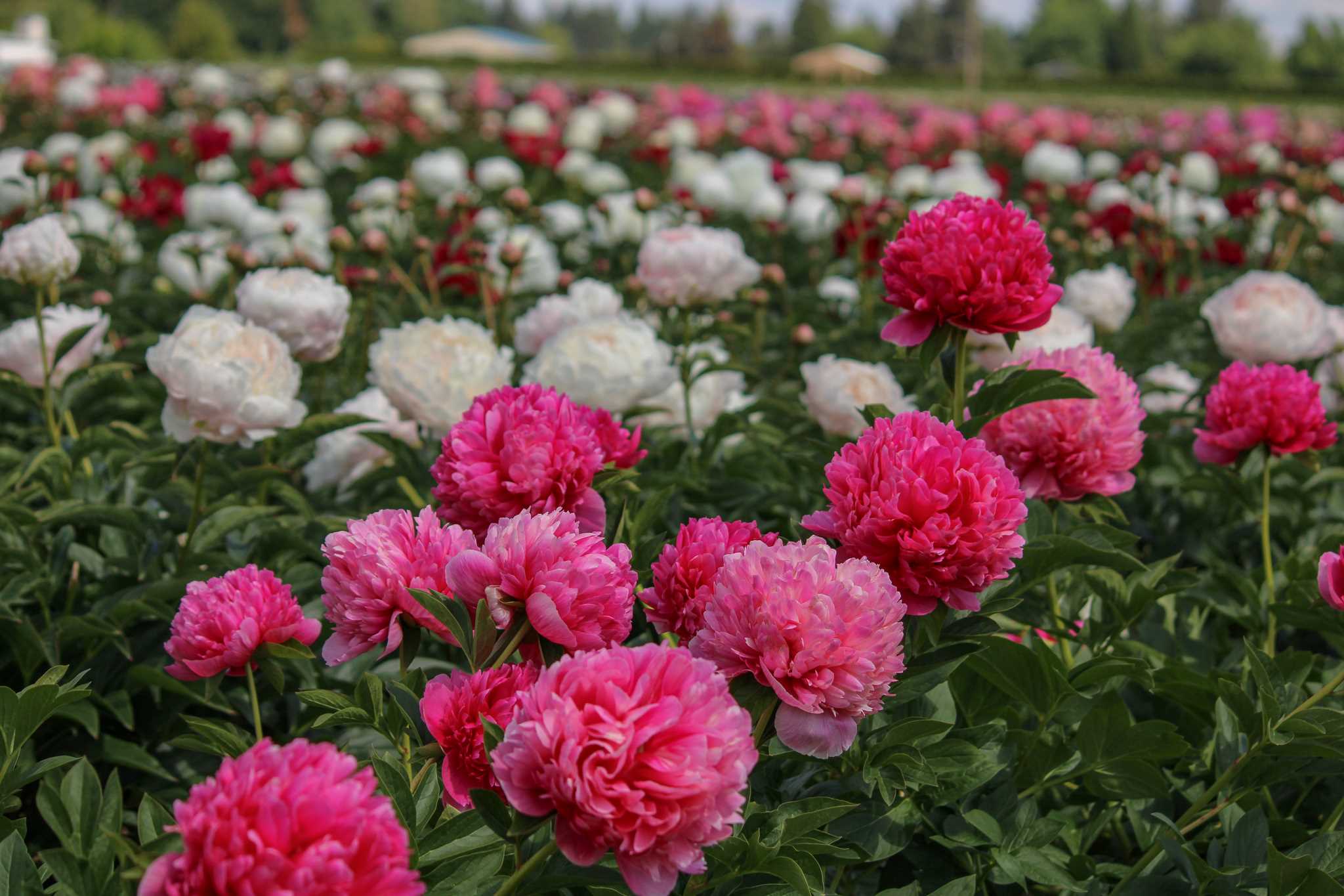 Rediscovering Peonies