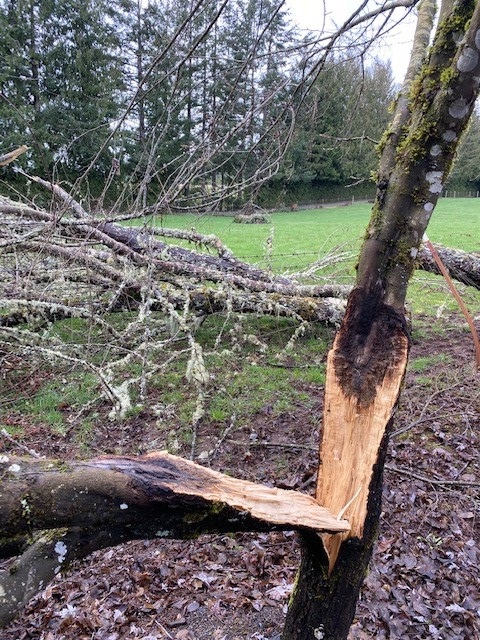 Typical tree damage from ice storm