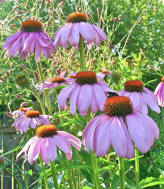 Echinacea purpurea 'Magnus'