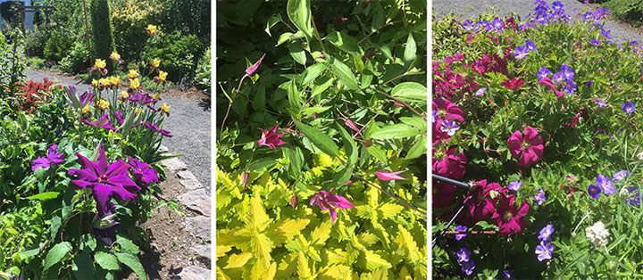 Rogerson Clematis Garden Rogerson Clematis Garden