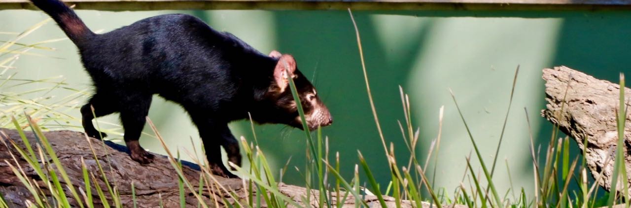 Tasmanian Devil