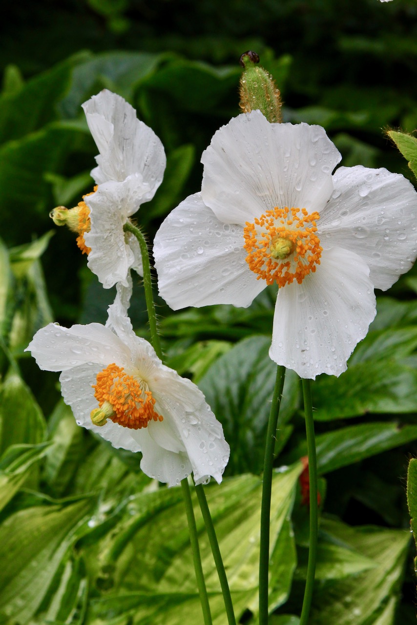 A white meconopsis