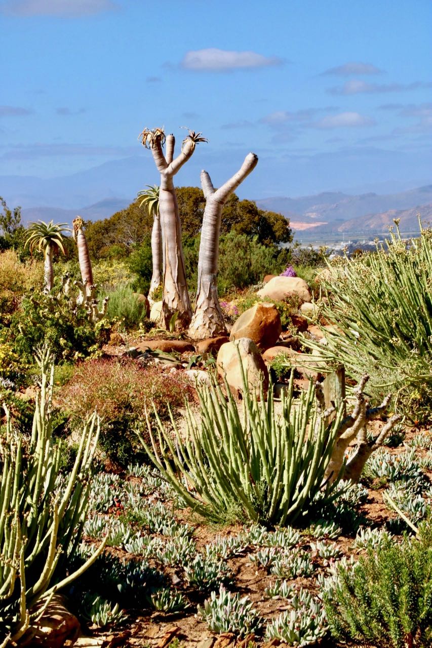 Karoo Desert BG