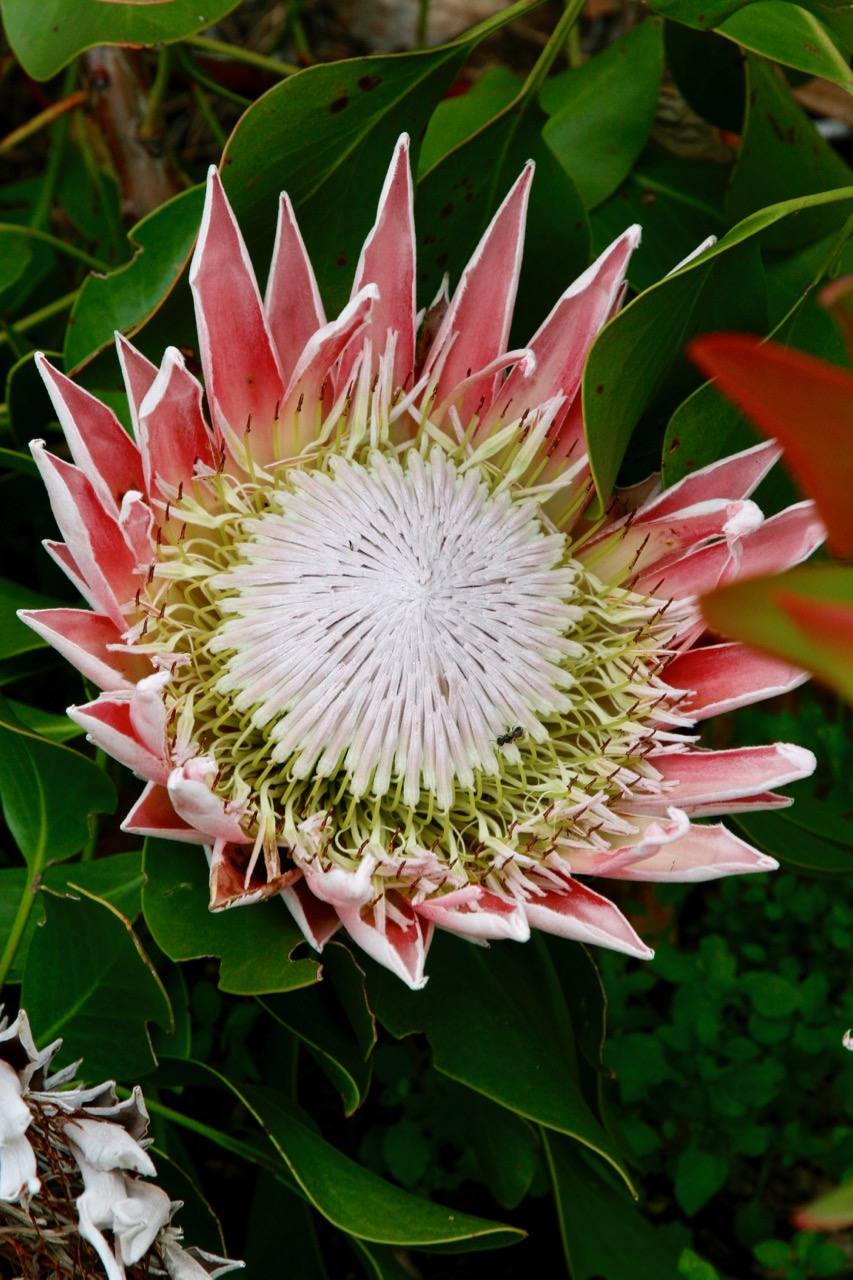 King Protea