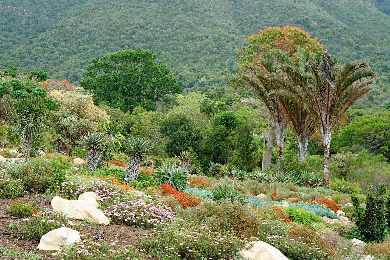 Kirstenbosch