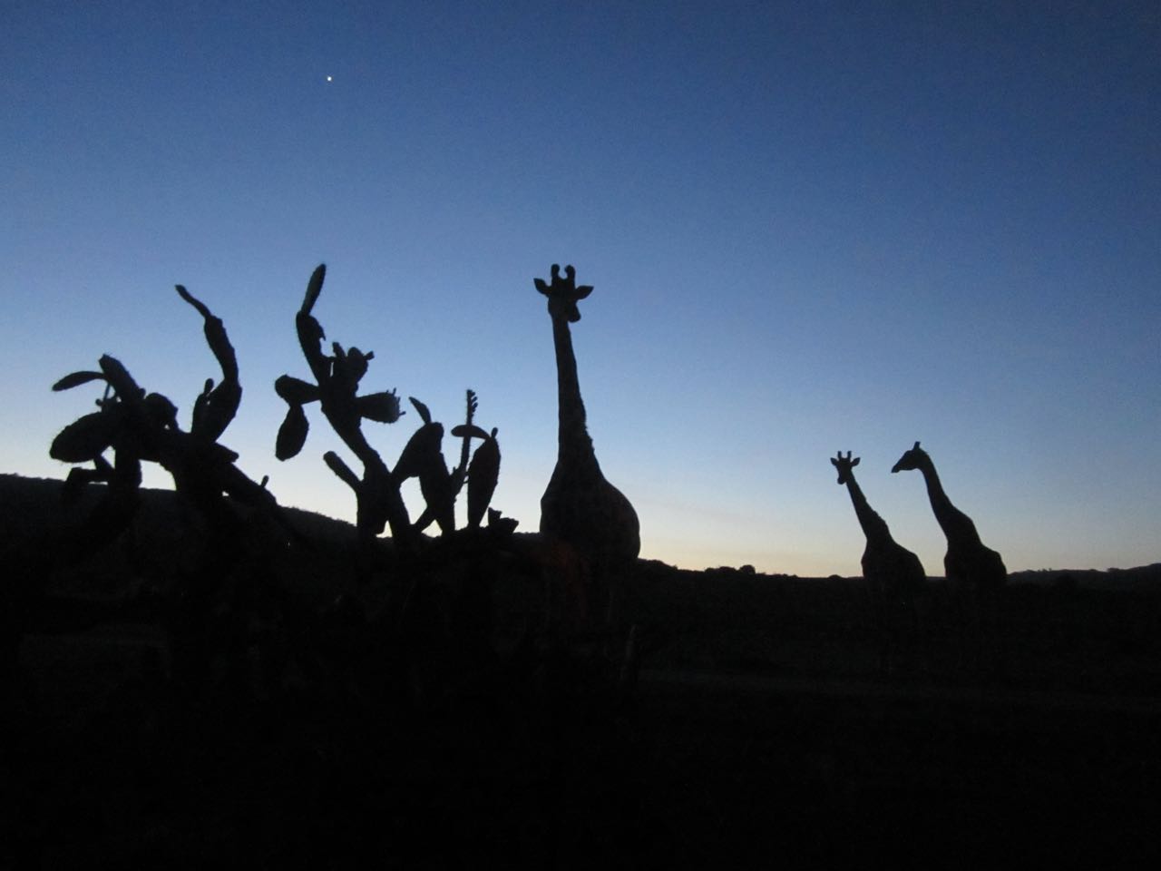 Giraffes at twilight