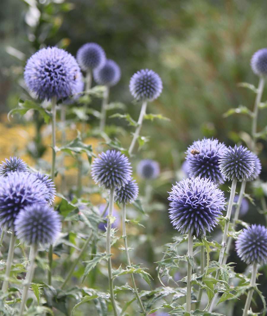 Contact the Hardy Plant Society of Oregon